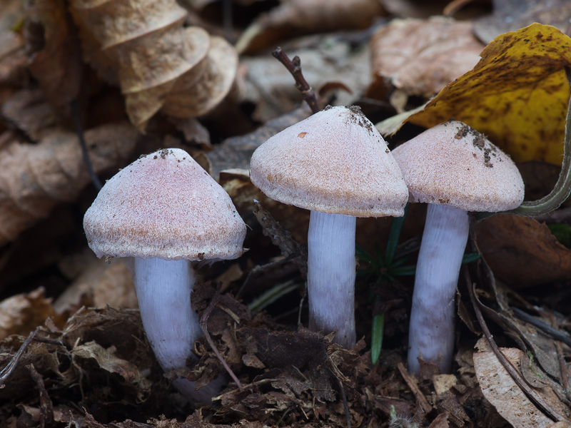 Cortinarius refectus